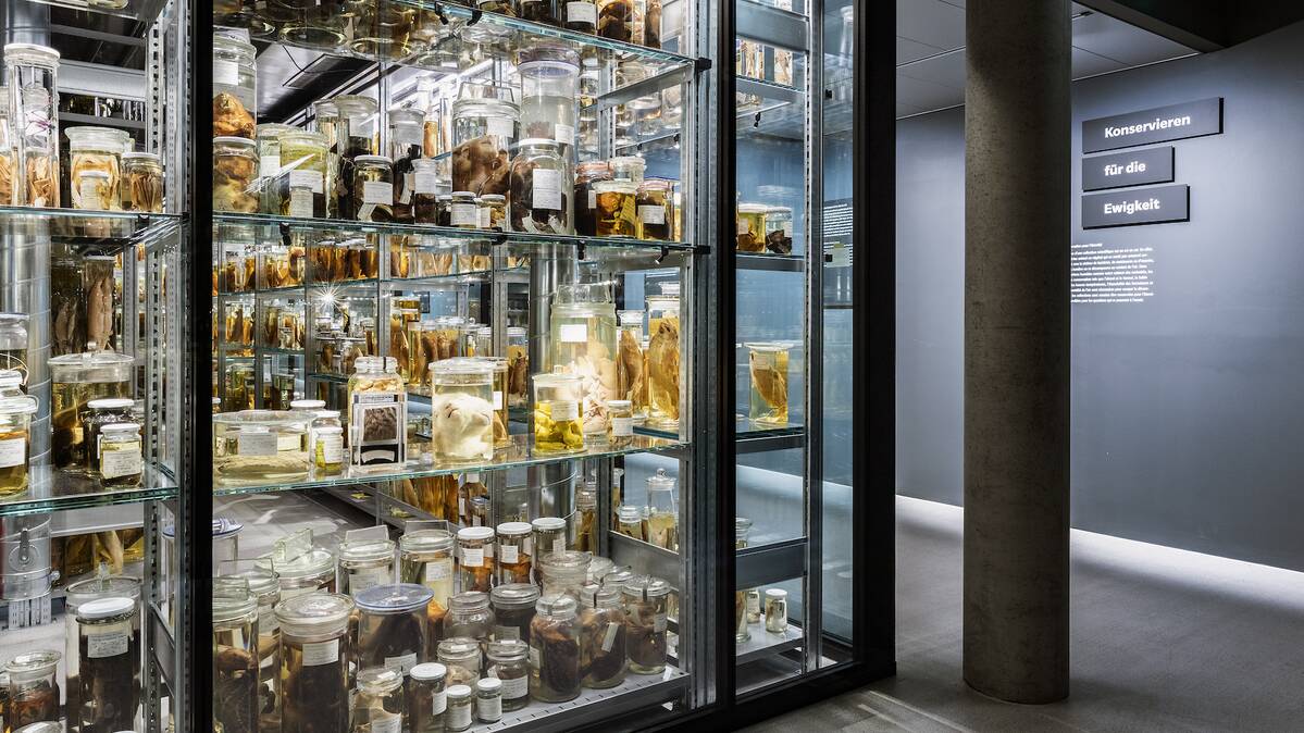 LED-Beleuchtung, Wunderkammer Naturhistorisches Museum Bern | © Nelly Rodriguez