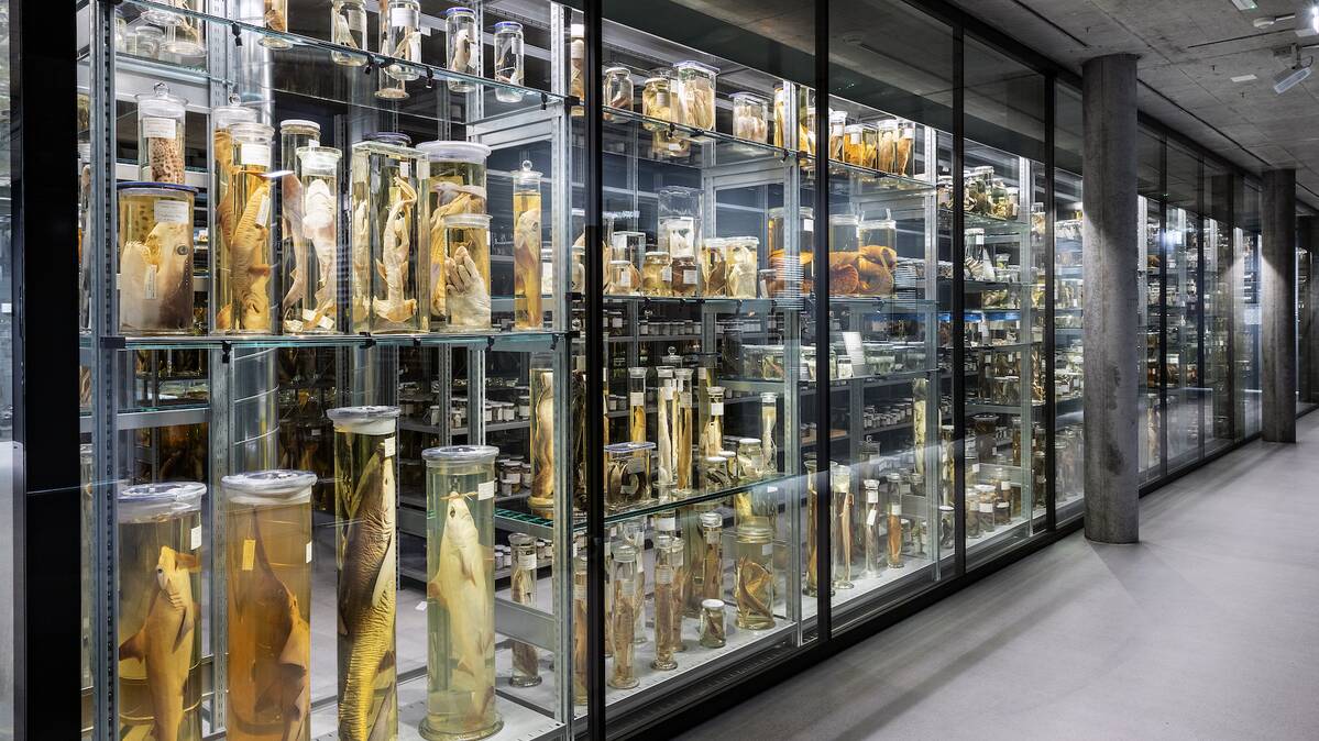 LED-Beleuchtung, Wunderkammer Naturhistorisches Museum Bern | © Nelly Rodriguez