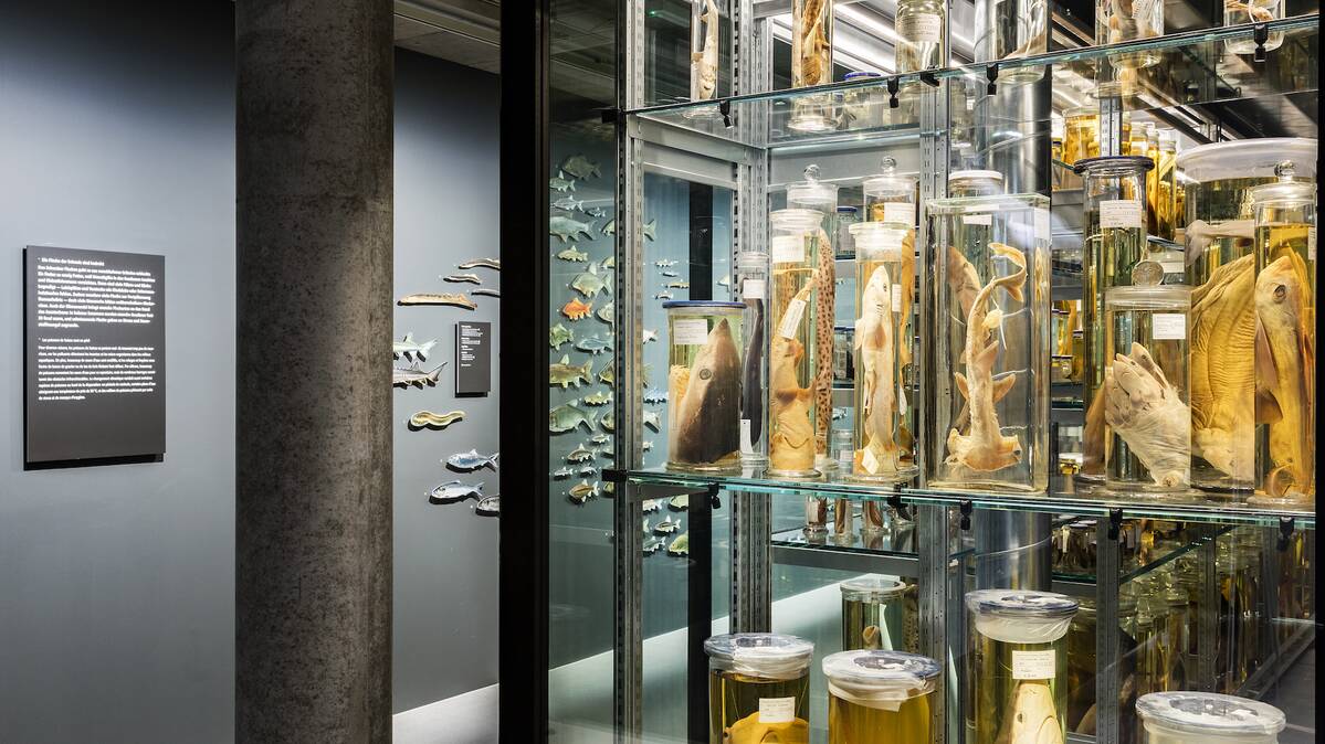 LED-Beleuchtung, Wunderkammer Naturhistorisches Museum Bern | © Nelly Rodriguez