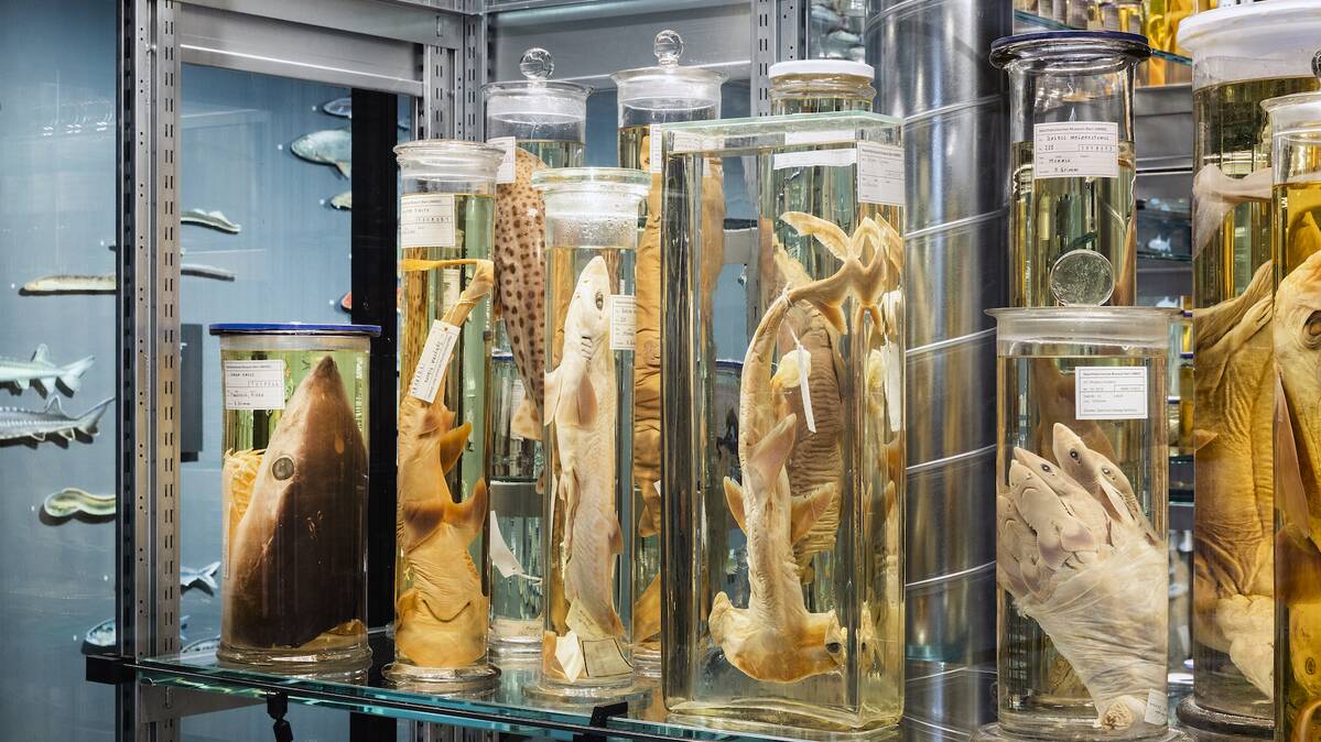 LED-Beleuchtung, Wunderkammer Naturhistorisches Museum Bern | © Nelly Rodriguez