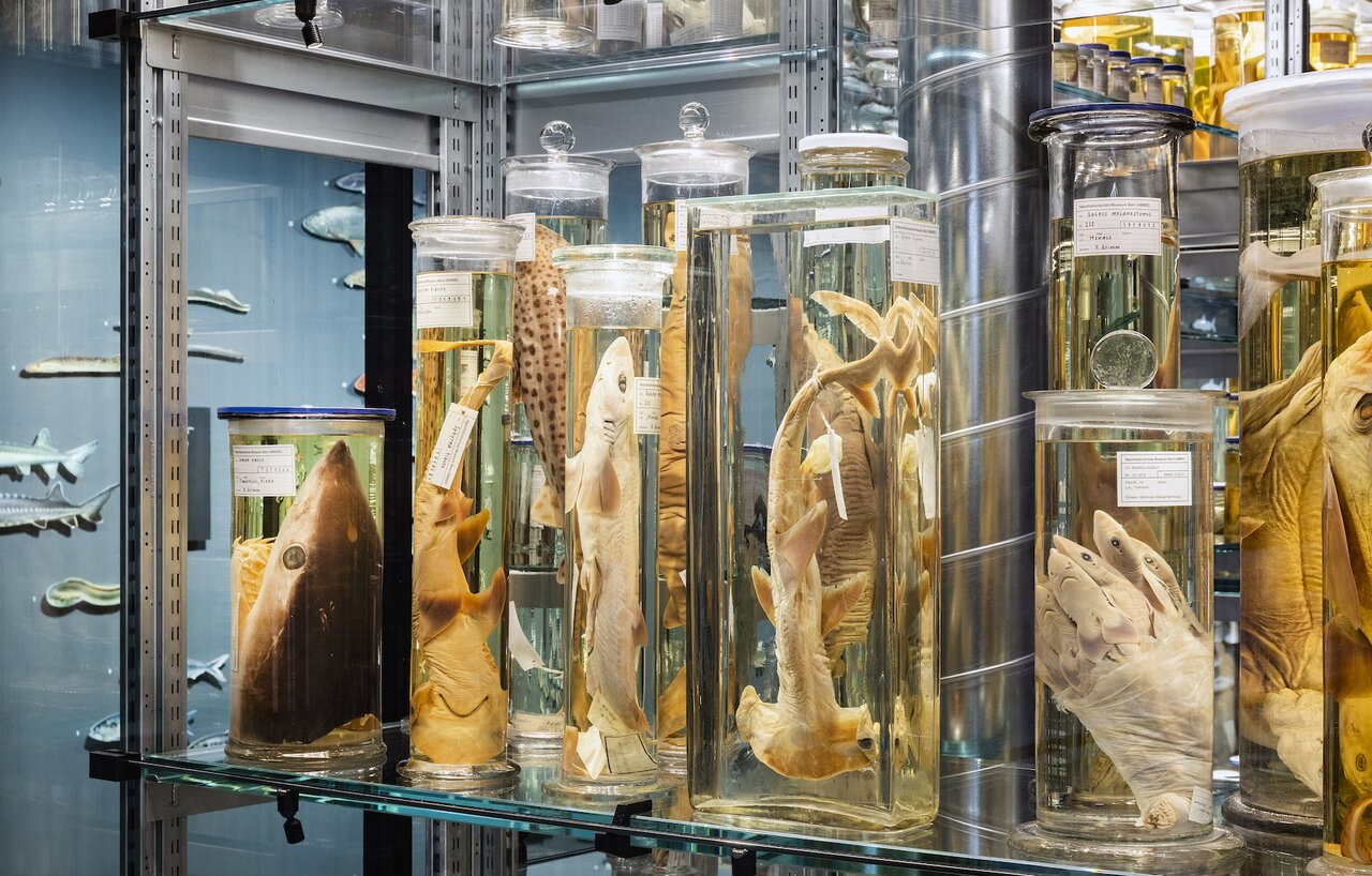 LED-Beleuchtung, Wunderkammer Naturhistorisches Museum Bern | © Nelly Rodriguez